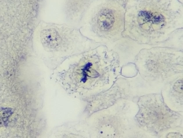White Fish Mitosis Slides - White Fish Mitosis 04 400X